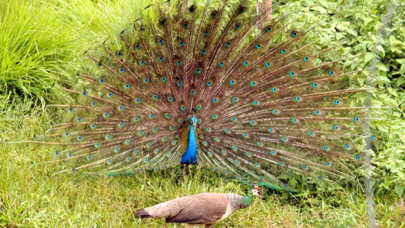 Interesting Facts About Peacocks